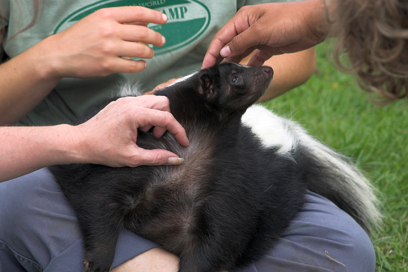 Skunks, with the scent glands removed, of course, make great pets. (wikipedia)